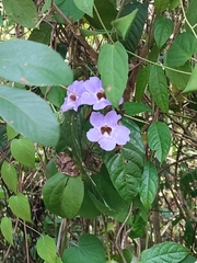 Thunbergia grandiflora
