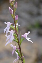 Brownleea recurvata