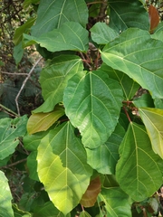 Ficus racemosa