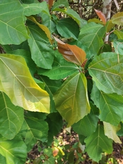 Ficus racemosa
