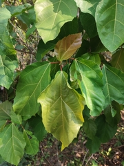 Ficus racemosa