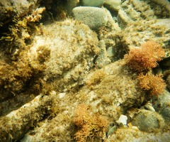 Lepidoblennius marmoratus