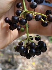 Polyscias australiana