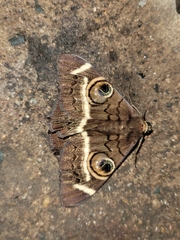 Cyligramma latona