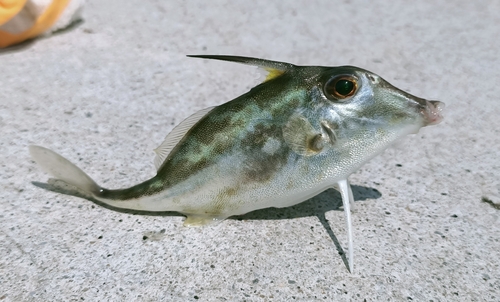 Long-tail tripodfish (Tripodichthys blochii) — Triacanthidae — 2