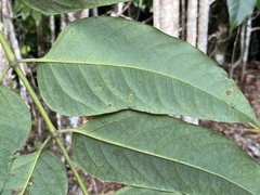 Polyscias australiana