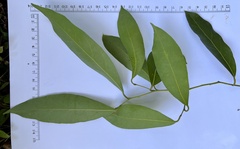 Cryptocarya microneura