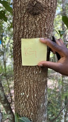 Cryptocarya microneura