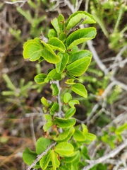 Grewia occidentalis