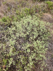 Hermannia holosericea