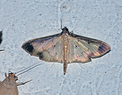 Eulepte gastralis