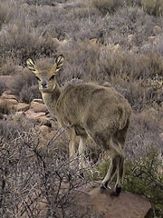 Oreotragus oreotragus