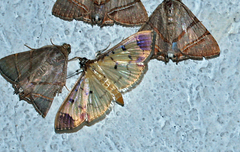 Eulepte gastralis
