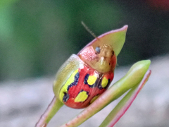 Paropsisterna nobilitata