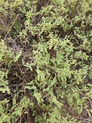 Hermannia holosericea