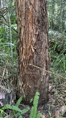 Eucalyptus microcorys