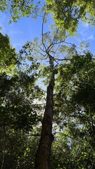 Eucalyptus microcorys