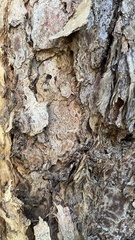 Eucalyptus microcorys