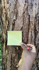 Eucalyptus microcorys