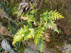 Asplenium adiantum-nigrum
