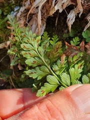 Asplenium adiantum-nigrum