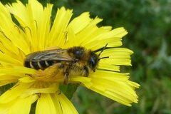 Dasypoda hirtipes