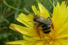 Dasypoda hirtipes