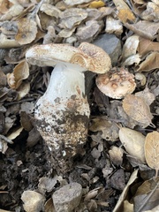 Amanita novinupta
