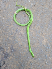 Philothamnus hoplogaster