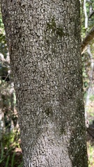 Cryptocarya microneura