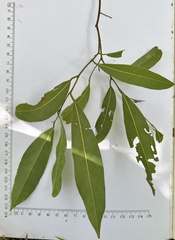 Cryptocarya microneura