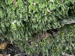 Mnium hornum