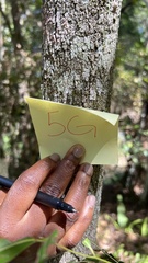 Cryptocarya microneura