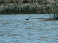 Ardea cinerea