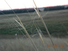 Stipa capillata