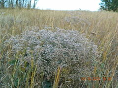 Limonium platyphyllum