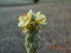 Verbascum ovalifolium