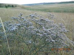 Limonium platyphyllum
