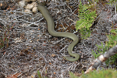 Drysdalia coronoides
