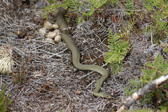 Drysdalia coronoides