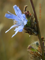 Cichorium intybus