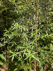 Coprosma linariifolia