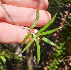 Coprosma linariifolia