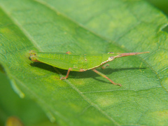 Tagasta