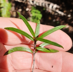 Coprosma linariifolia