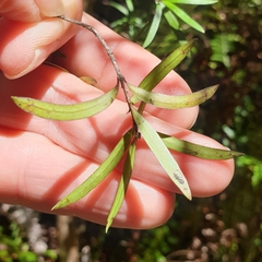 Coprosma linariifolia