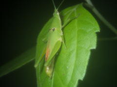 Tagasta