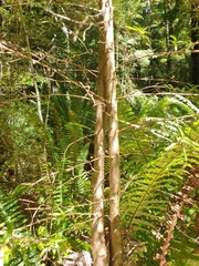 Coprosma linariifolia