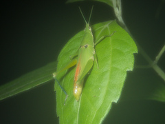 Tagasta