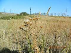 Cirsium ukranicum